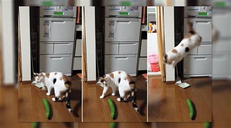 Hilarious Cats Scared Of Cucumbers Dont Try It With Your