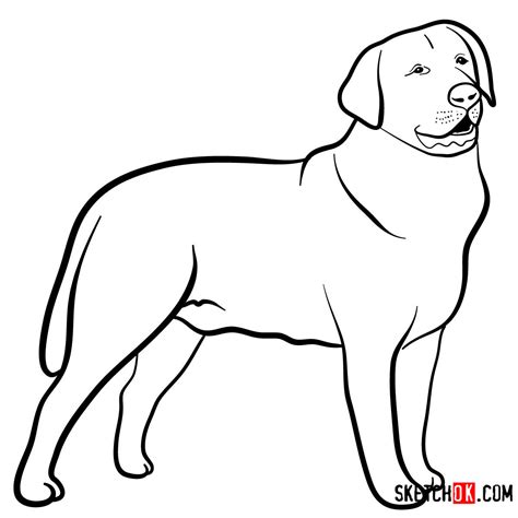 How To Draw The Labrador Retriever Dog Sketchok Easy Drawing Guides