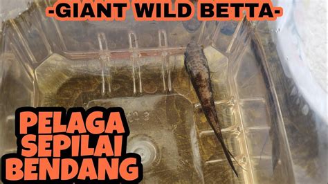 Jom Kenal Ikan Pelaga Sepilai Bendang Giant Wild Betta Youtube