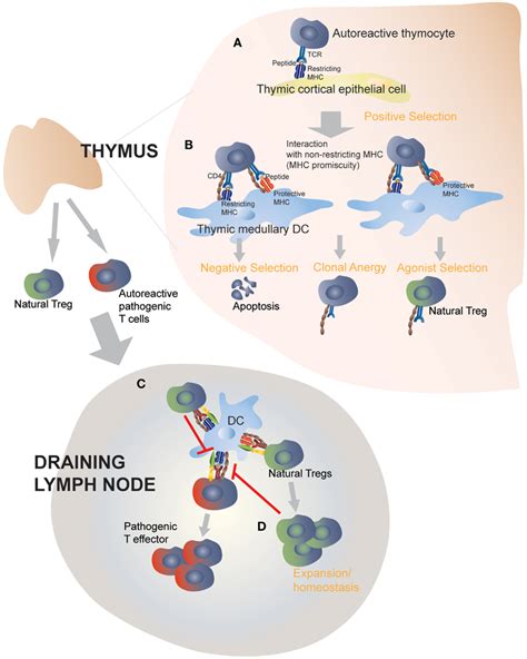 Frontiers MHC Class II Polymorphisms Autoreactive T Cells And Autoimmunity