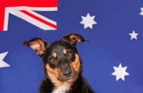 10 Australian Dog Breeds Down Under Origins With Pictures Pet Keen