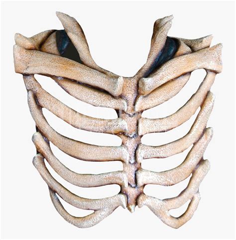 Mask Rib Cage Human Skeleton Skull Transparent Rib Cage Png Png