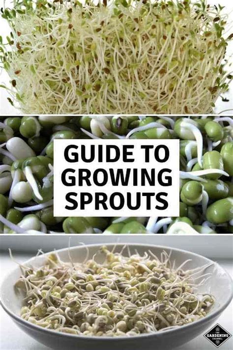 5 Easy Ways To Grow Your Own Sprouts Gardening Channel Sprouts