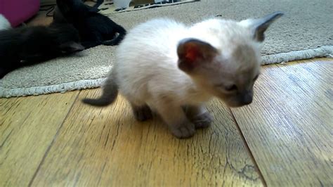 4 Week Old Siamese Kittens Youtube