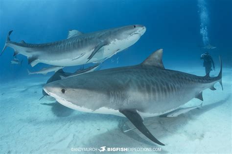 Shark Diving Big Fish Expeditions World Class Big Animal Diving And