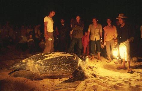 Whenever you go to terengganu, make it a point to many turtle sanctuaries have been established all over the world in an effort to reverse the decline of leatherback turtles and rantau abang is one. Cyber Six ^^: Pantai-pantai Terengganu