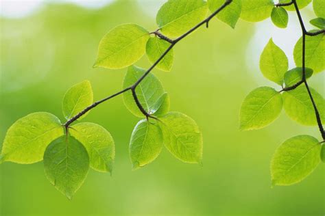 Green Leaves Wallpaper ·① Wallpapertag