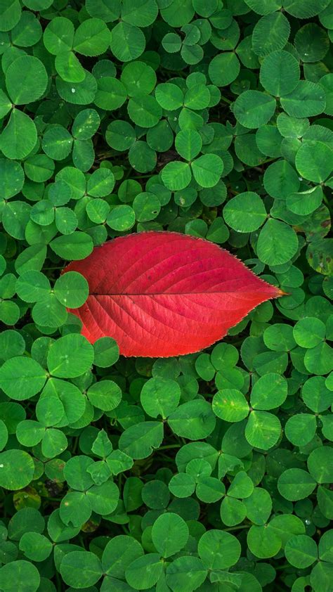 Clover Leaves Plant Green Wallpaper 1440x2560
