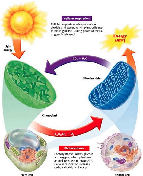 Diagram Of Photosynthesis And Cellular Respiration Hanenhuusholli