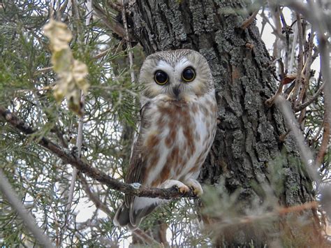 Northern Saw Whet Owl Stanley County South Dakota Flickr