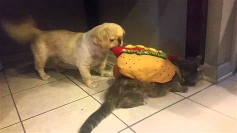 Yes, dogs can eat hotdogs in moderation. Dog eating cat's hot dog costume - YouTube