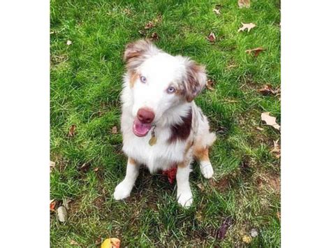 Mini Aussie 6 Month Old Red Merle Evansville Puppies For Sale Near Me