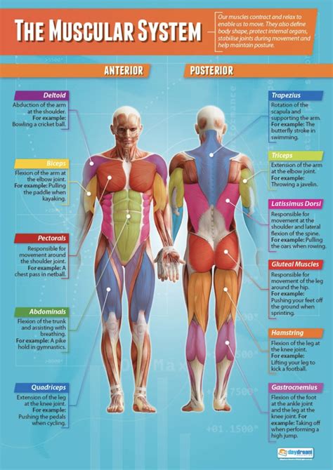 A F F B D A AF Muscular System Muscular System Anatomy Education Poster