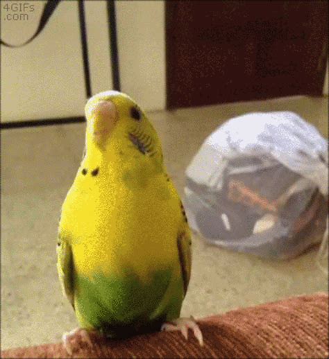 Tong Budgie Parrots Know Your Meme