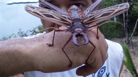7 Insectos Gigantescos Que Te Daran Pesadillas YouTube
