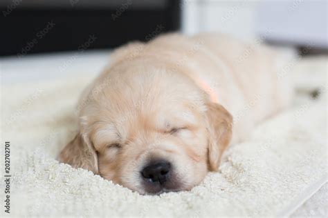 Portrait Of Cute Sleeping Golden Retriever Puppy On The Blanket Lovely