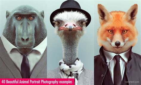 40 Beautiful Animal Portrait Photography Examples Zoo Portraits 2