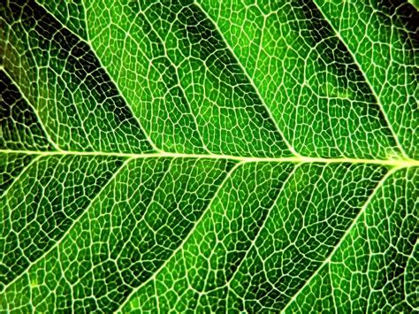 Macro Photography Of Green Leaf Hd Wallpaper Wallpaper Flare