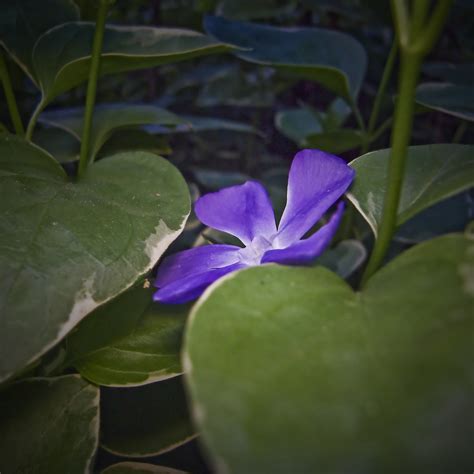 Blue Flower7965 Blue Flower Shot With On Camera Flash Usi Flickr