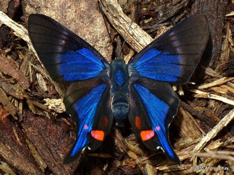 Periander Metalmark Rhetus Periander Blue Butterfly Butterfly