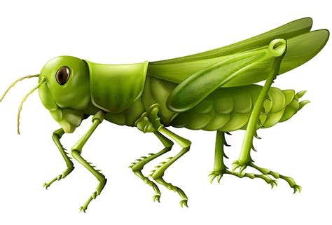 Grasshopper Meaning In Feng Shui Symbolism Meaning And Uses