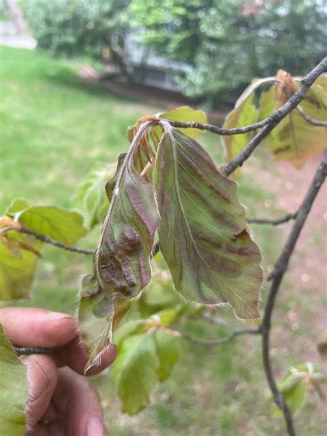 Beech Leaf Disease Symptoms Tree Diseases