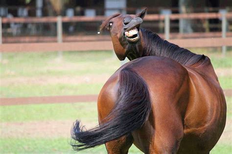 Horse Smiling Face Funny Pictures Of Animals