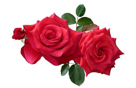 Red Roses Png Image Purepng Free Transparent Cc0 Png Image Library