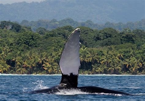 Uvita Costa Rica - Beach, whales, and an iconic music festival