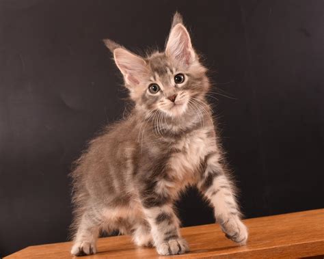 I often get asked by my readers how heavy their maine coon kitten should be. Maine Coon weights by month (37 photos): a table with an ...