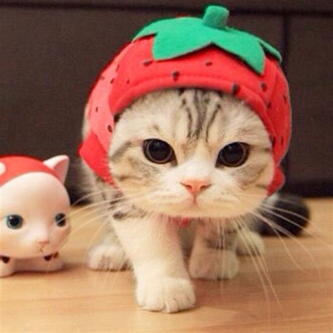 Strawberry Hat Cute Halloween Costume For Cats Or Dogs Cute