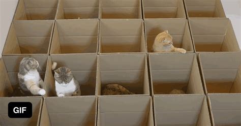 Cardboard Maze For Cats 9gag