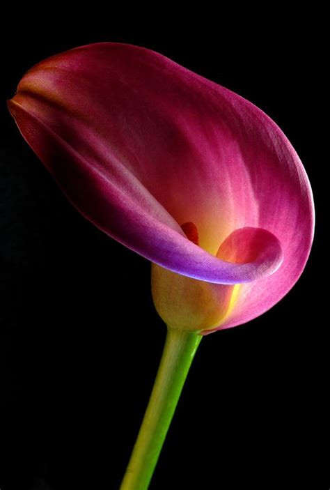 Pink Calla Lily Photograph By Dung Ma Fine Art America