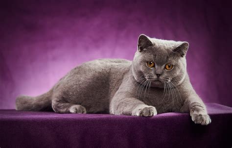 Wallpaper Cat Portrait Photoshoot British Shorthair Images For