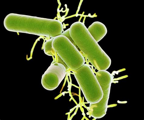 Lactobacillus Bacteria Photograph By Science Photo Library Pixels Merch
