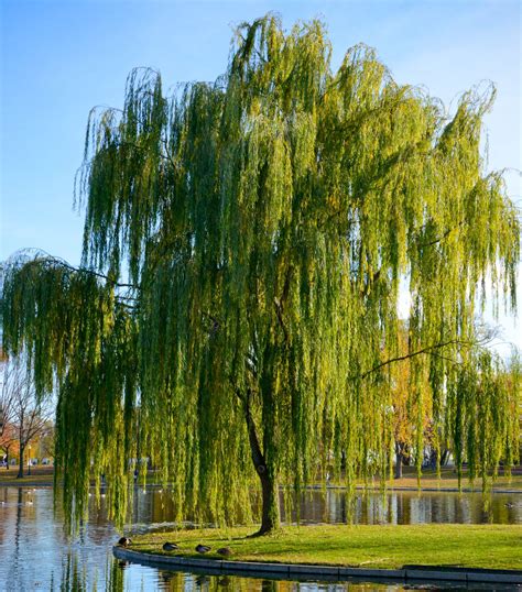 Weeping Willow Fast Growing Shade Trees Shade Trees