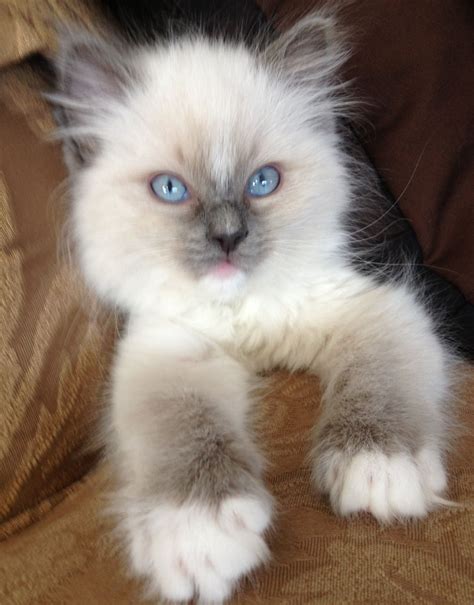 Adorable Blue Point Ragdoll Kittens Available In Melbourne