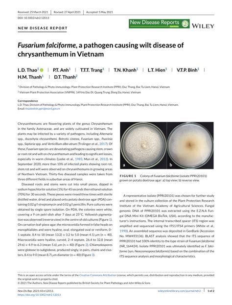 Pdf Fusarium Falciforme A Pathogen Causing Wilt Disease Of
