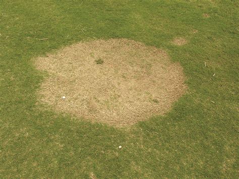 Spring Dead Spot Of Bermudagrass Oklahoma State University