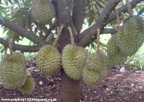 Disebabkan pokok bendi mempunyai sistem akar tunjang, ia perlu di semai terus didalam pasu bagi mengelak masalah kerosakkan akar apabila pemindahan tanaman dilakukan. Pabrik dan Distributor Polybag: Teknik Jitu Menanam Durian ...