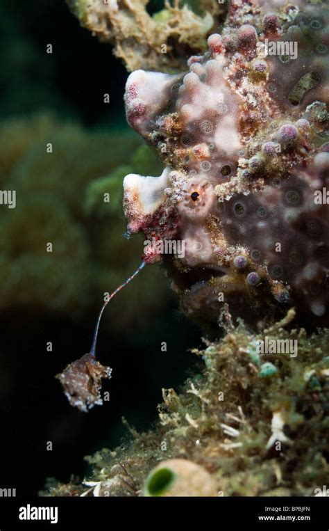 Warty Frogfish Using Its Lure To Attract Prey Into Striking Distance