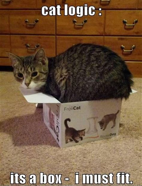 Lol Cats 50 Awesomely Funny Cat Photos To Crack You Up