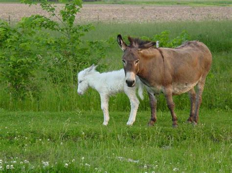 Baby Donkey Wallpapers Top Free Baby Donkey Backgrounds Wallpaperaccess