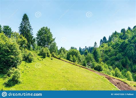 Path Uphill In To The Mountains Stock Photo Image Of Serene Plant