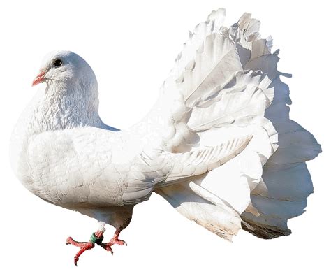 Rock Dove Png Clipart Fundo Png Play