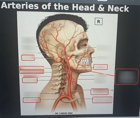 Arteries Of The Head And Neck Diagram Quizlet