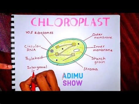 Predict which type of sponge will hold more water. How to draw and label a chloroplast - YouTube | Science ...
