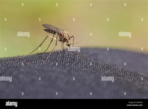 Mosquitoes Gnats Culicidae Trying Sting Hi Res Stock Photography And