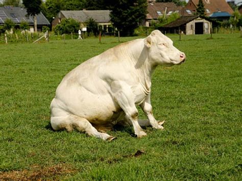 20 Important Photos Of Cows Sitting Like Dogs
