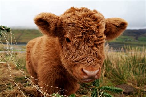 Cute Highland Cow Calf Weekly Hump Day Photo